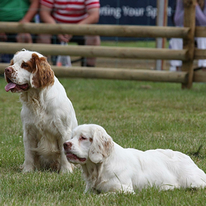 Two Clumbers spaniels awaiting instruction